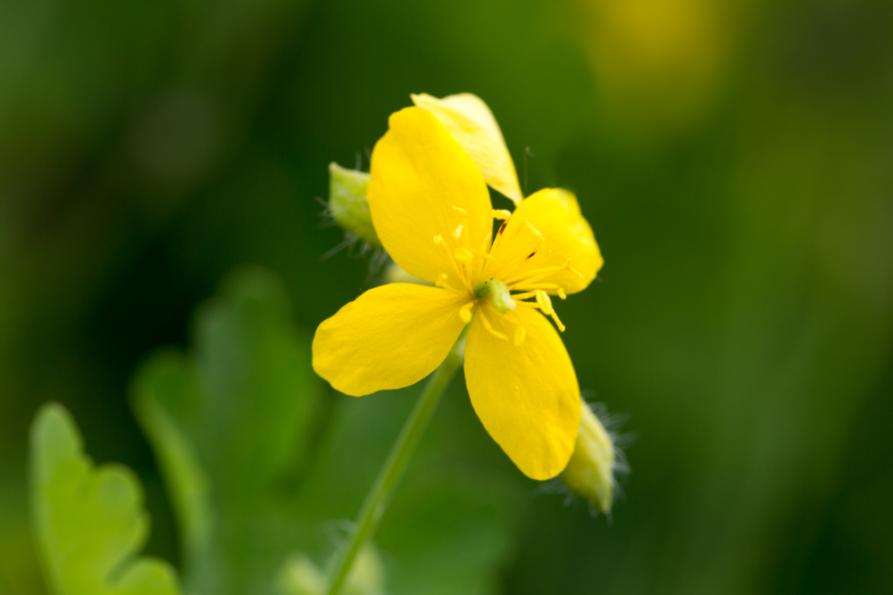 Blume 1