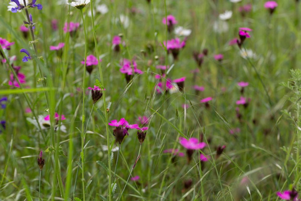 Blume 5