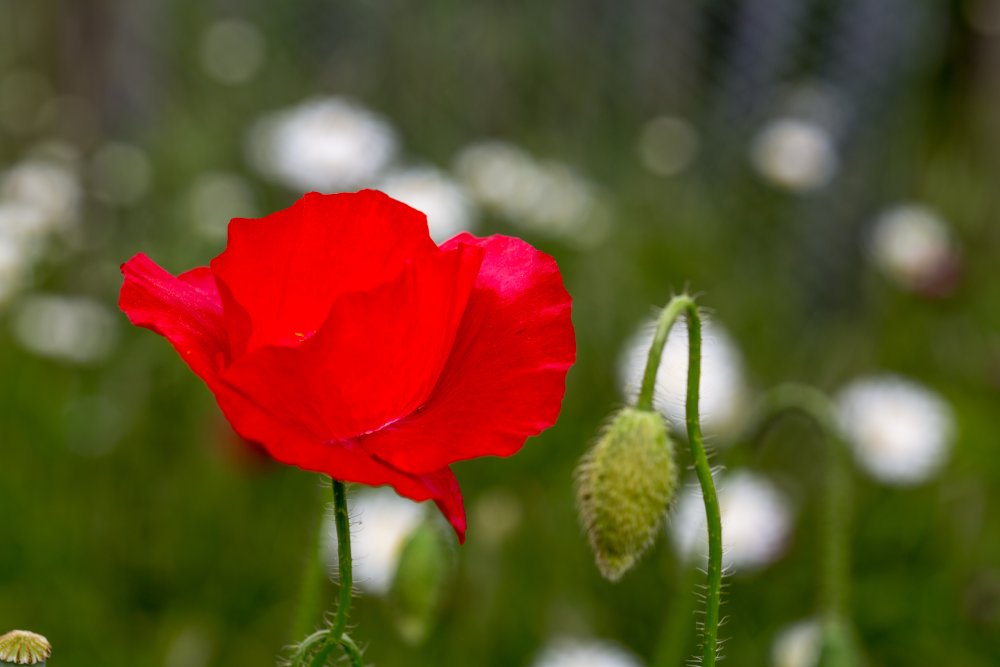 Blume 8