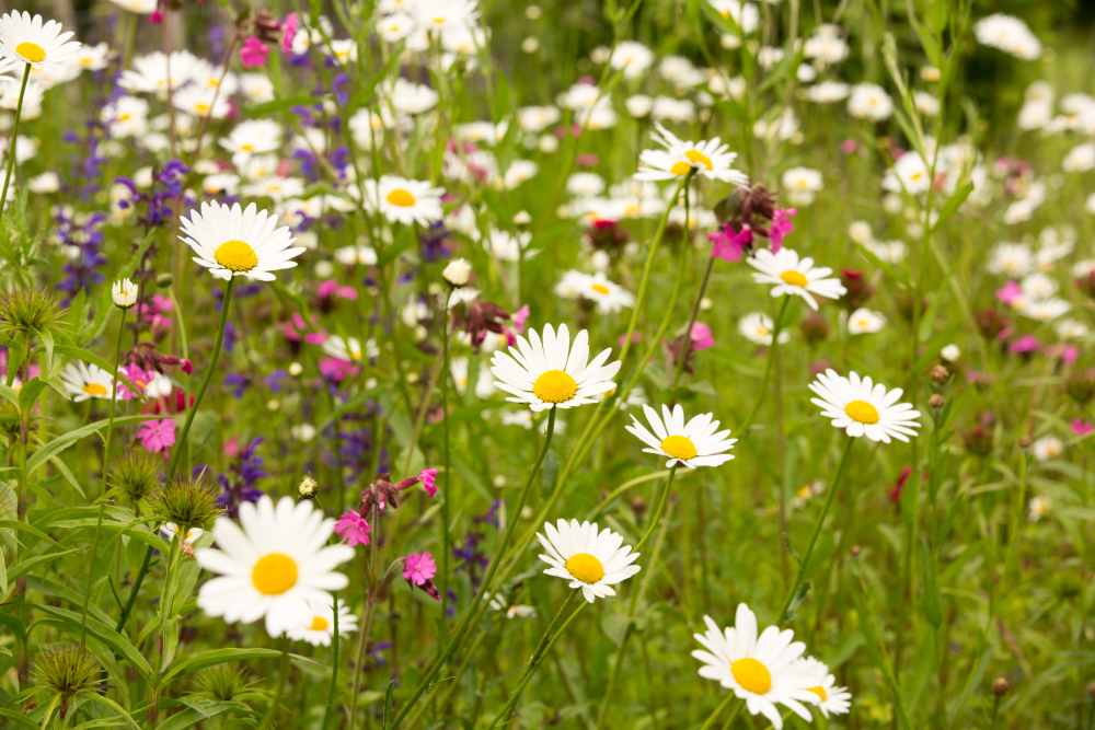 Blume 2